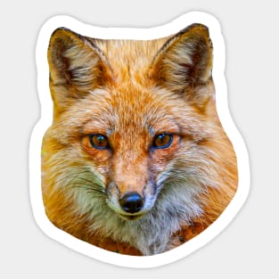 Fox Face Sticker